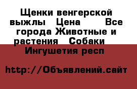 Щенки венгерской выжлы › Цена ­ 1 - Все города Животные и растения » Собаки   . Ингушетия респ.
